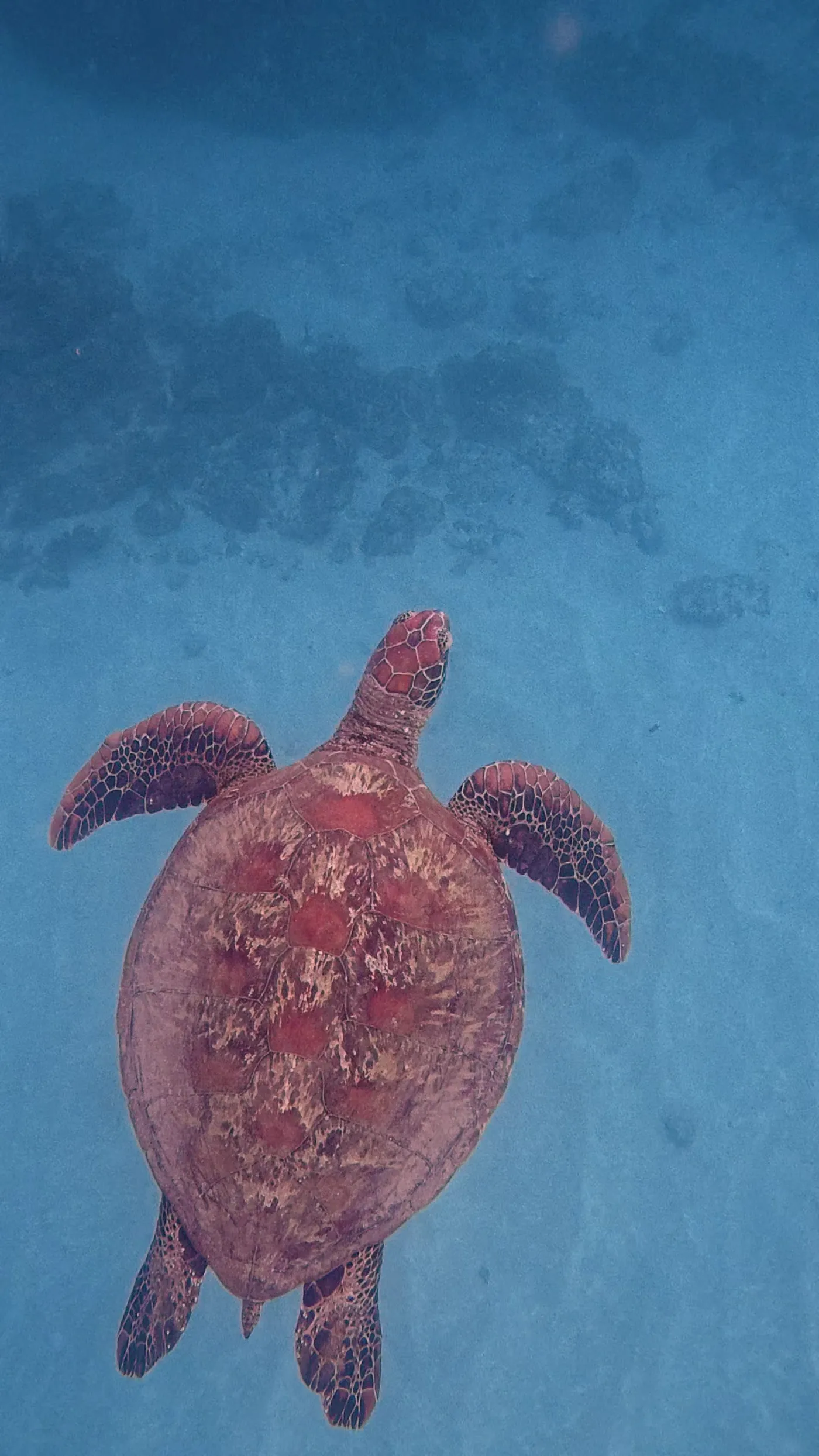 Isla del Caño Snorkeling Tour — Sierpe Tours