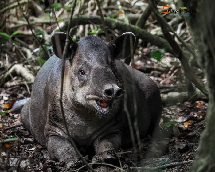 Corcovado National Park — Sirena Station — real moment 3