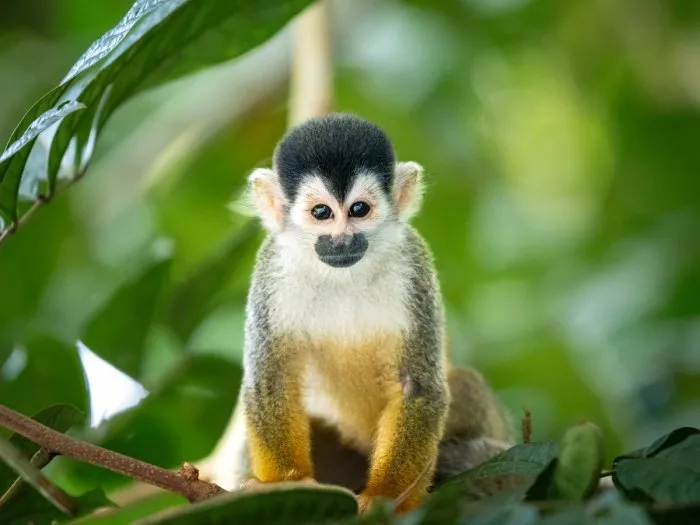 Sierpe River Wildlife Safari — real moment 5