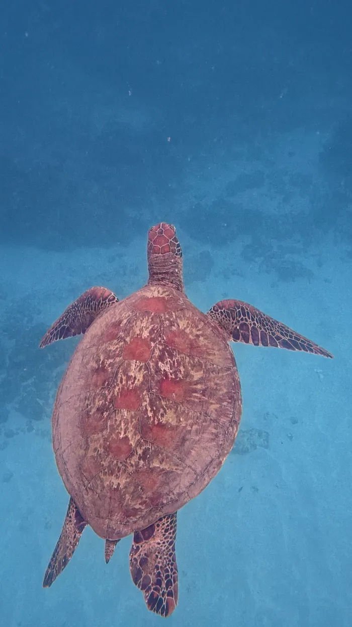 Isla del Caño Snorkeling Tour — real moment 3