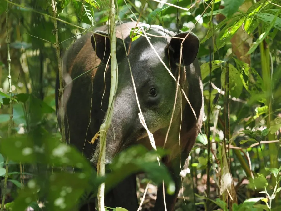 Tapir season at San Pedrillo Station, Corcovado
