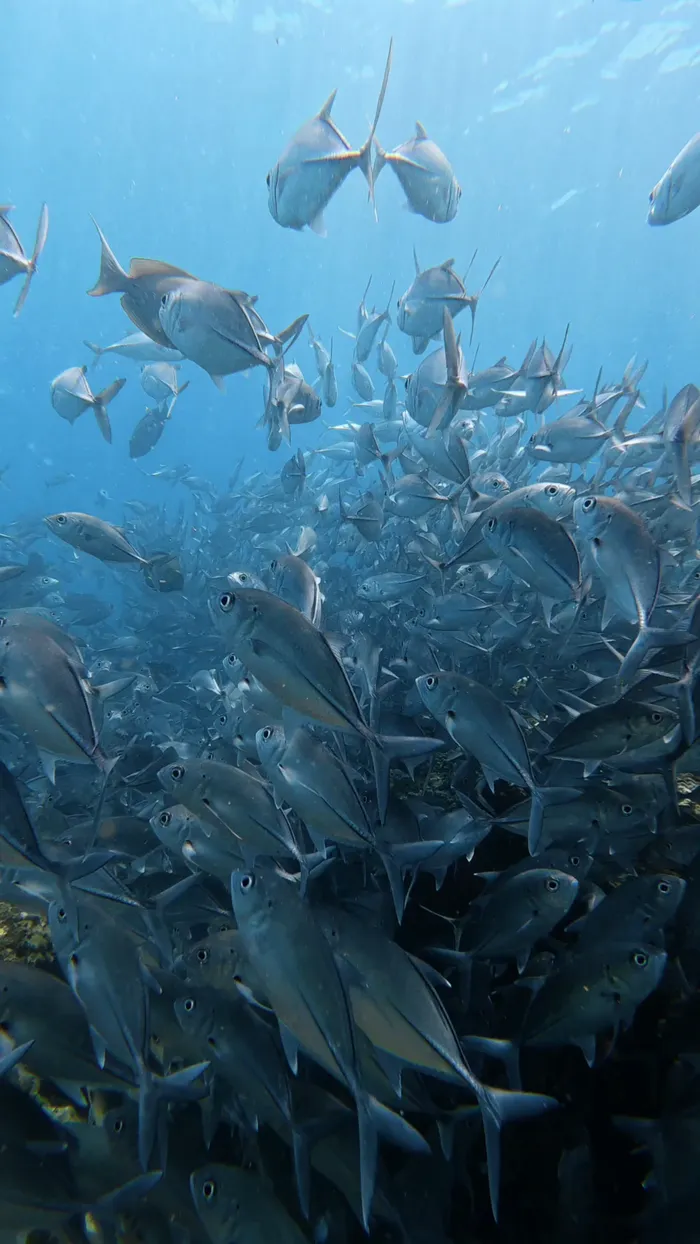 Isla del Caño Snorkeling Tour — real moment 1