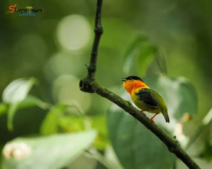 Corcovado National Park — San Pedrillo Station — real moment 4