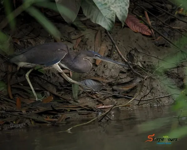 Instagram post by Sierpe Tours