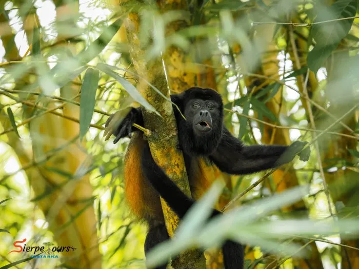 Corcovado National Park — San Pedrillo Station — real moment 6