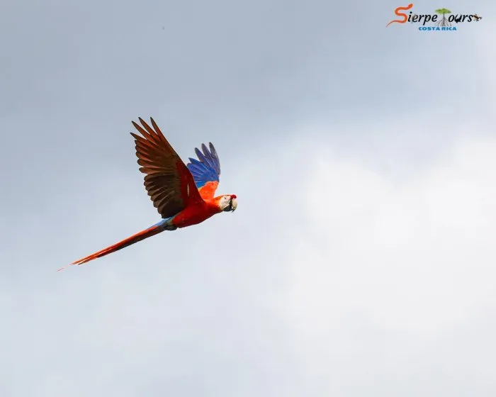 Sierpe River Wildlife Safari — real moment 4